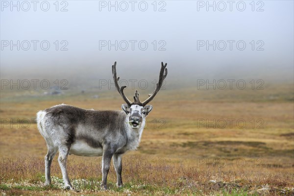 Svalbard Reindeer