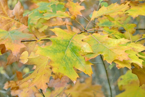 Northern red oak