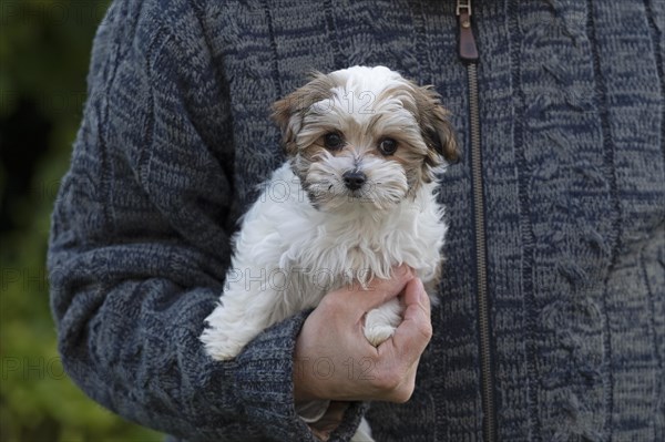 Bolonka Zwetna puppy in the arms of its master