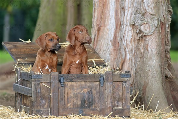 Rhodesian-Ridgeback domestic dog