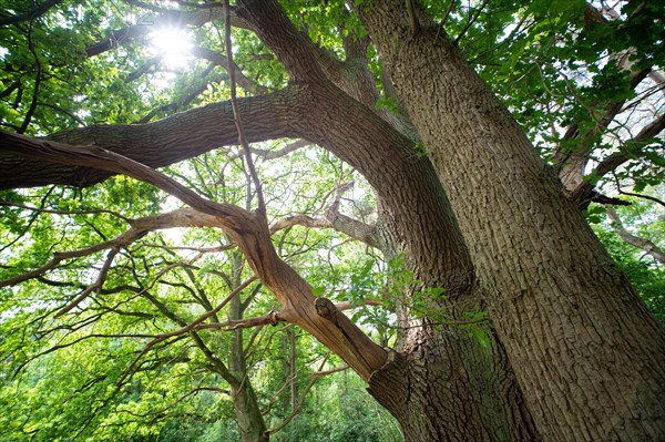 English oak