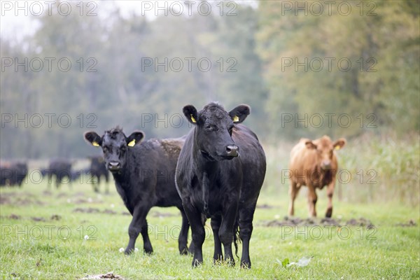 Aberdeen Angus cattle