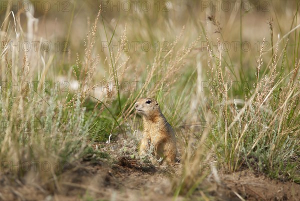 Arctic ground squirrel