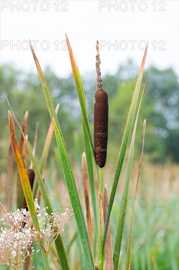 Bulrushes