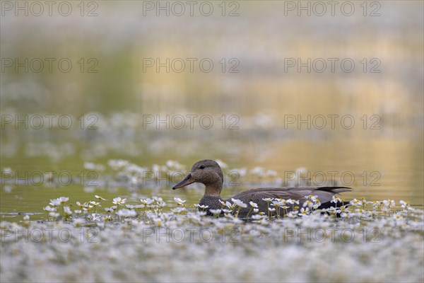 Gadwall