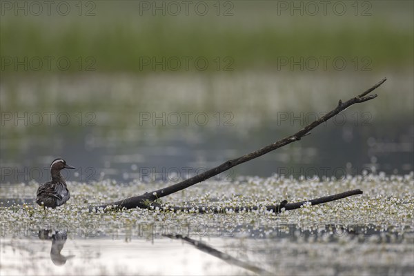 Garganey