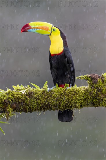 Fishing toucan also called Keel billed Toucan