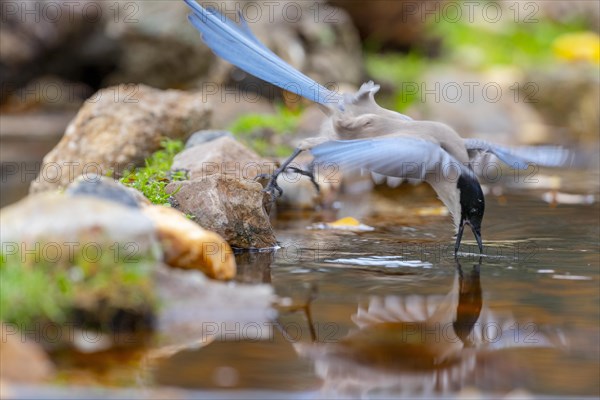 Azure-winged magpie