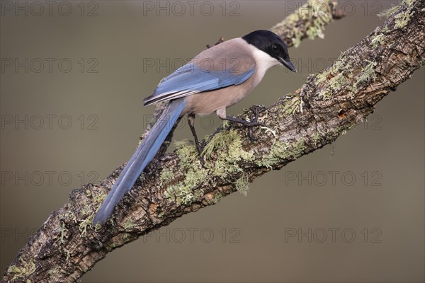 Azure-winged magpie