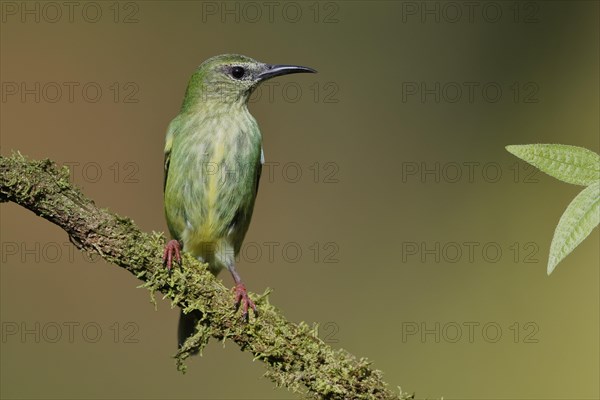 Turquoise Honeycreeper or Red-footed Honeycreeper