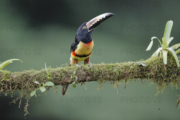 Collared aracari