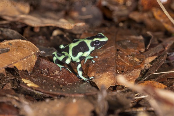 Green and black poison dart frog