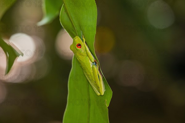 Red eyed tree frog