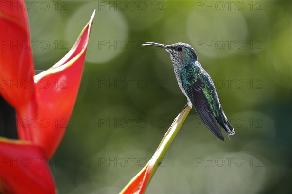 White necked jacobin