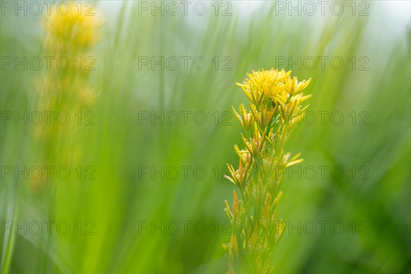 Bog Asphodel