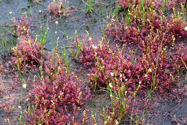 English sundew