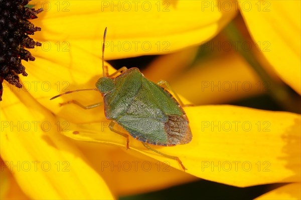 Green shield bug