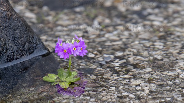 Bird's-eye primrose