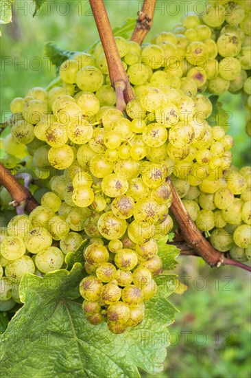 Grapes