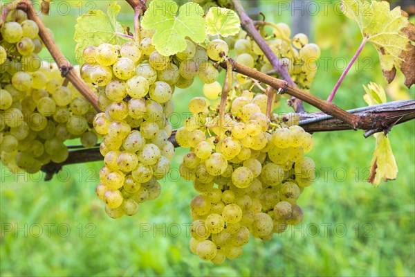 Grapes