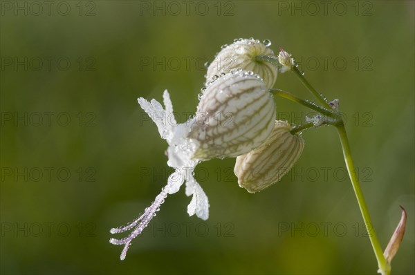 Bladder campion