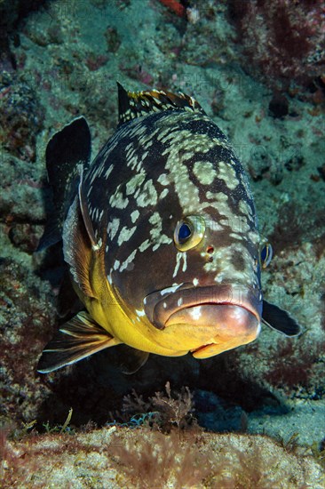 Close-up of dusky grouper