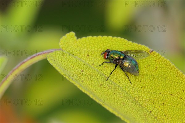 Common green bottle fly