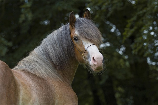 Portrait of a young cold-blooded gelding