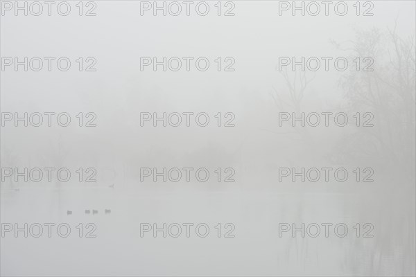 Fog in the Moor