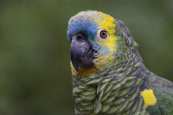 Blue-fronted amazon