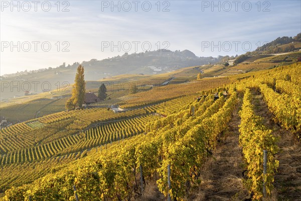 Vineyards in autumn near Epesses