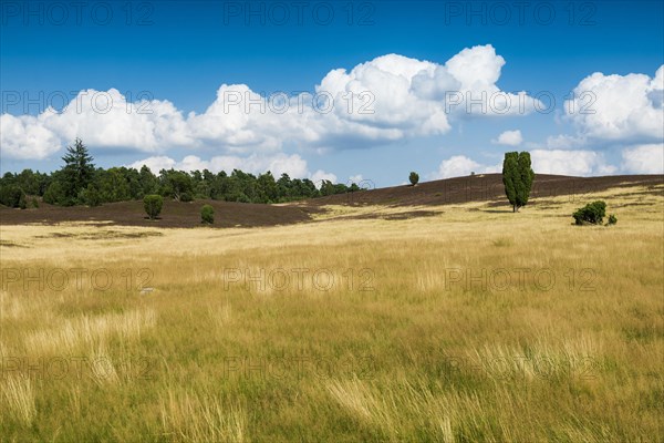 Flowering heath and juniper