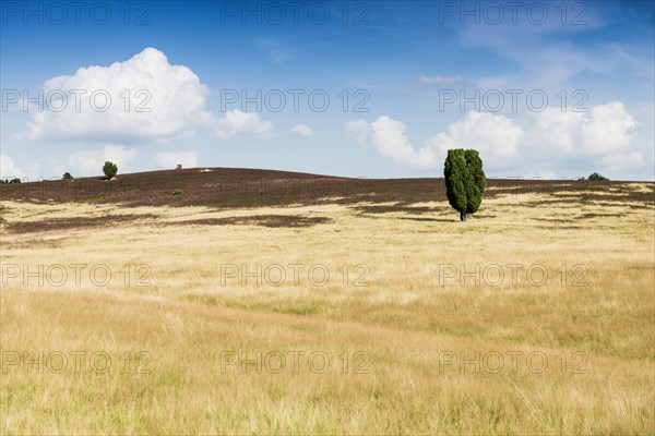 Flowering heath and juniper
