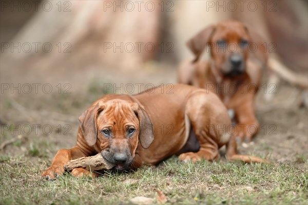 Rhodesian Ridgeback domestic dog