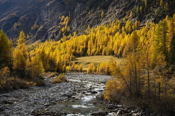 Autumn larch forest with stream