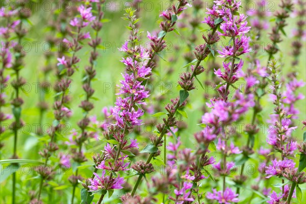 Purple loosestrife