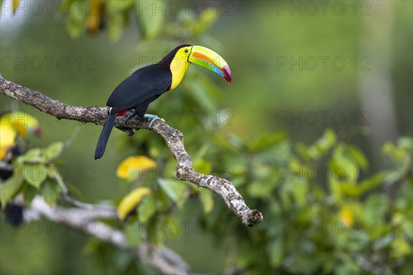 Fishing toucan also called Keel billed Toucan