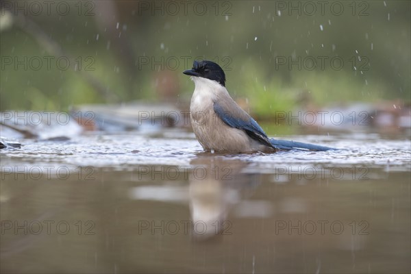 Azure-winged magpie