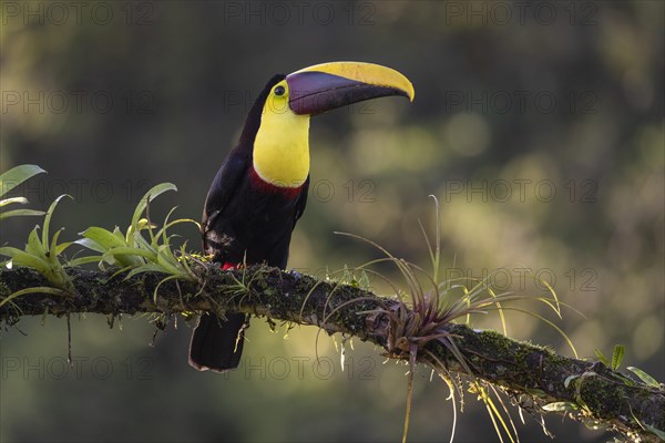 Swainson's toucan or Brown-backed toucan