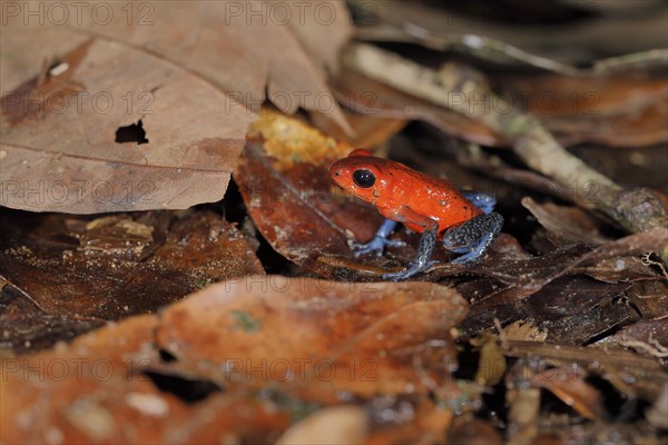 The strawberry poison-dart frog