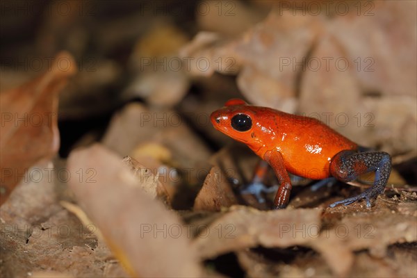 The strawberry poison-dart frog