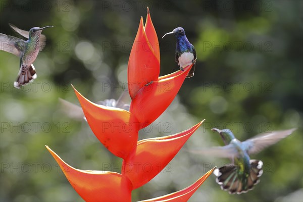 White necked jacobin