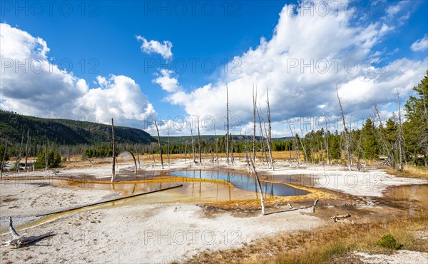 Dead trees at Opalescent Pool with mineral deposits