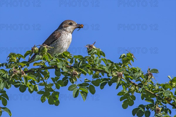 Red-backed shrike