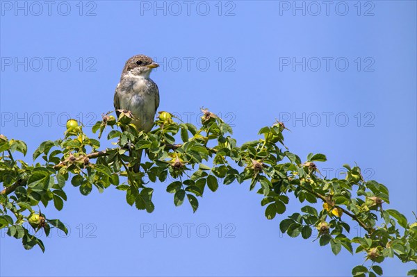 Red-backed shrike