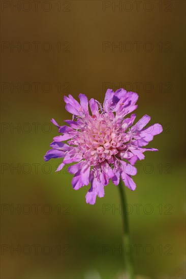 Pincushion flower