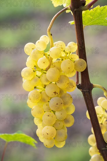 Grapes