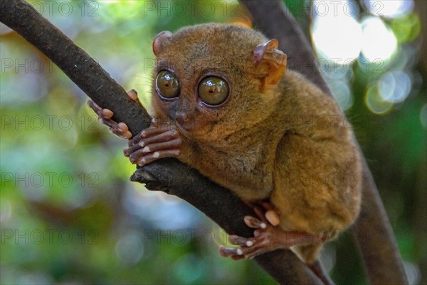 Tarsier