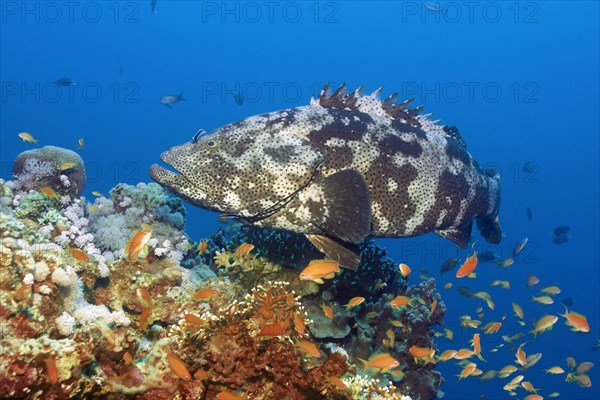 Malabar grouper