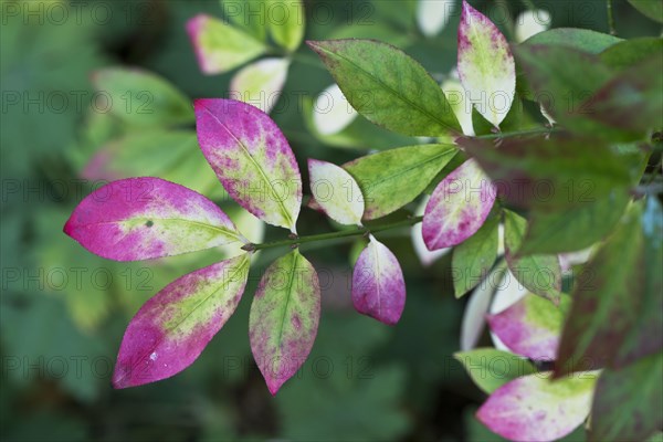 Burning bush